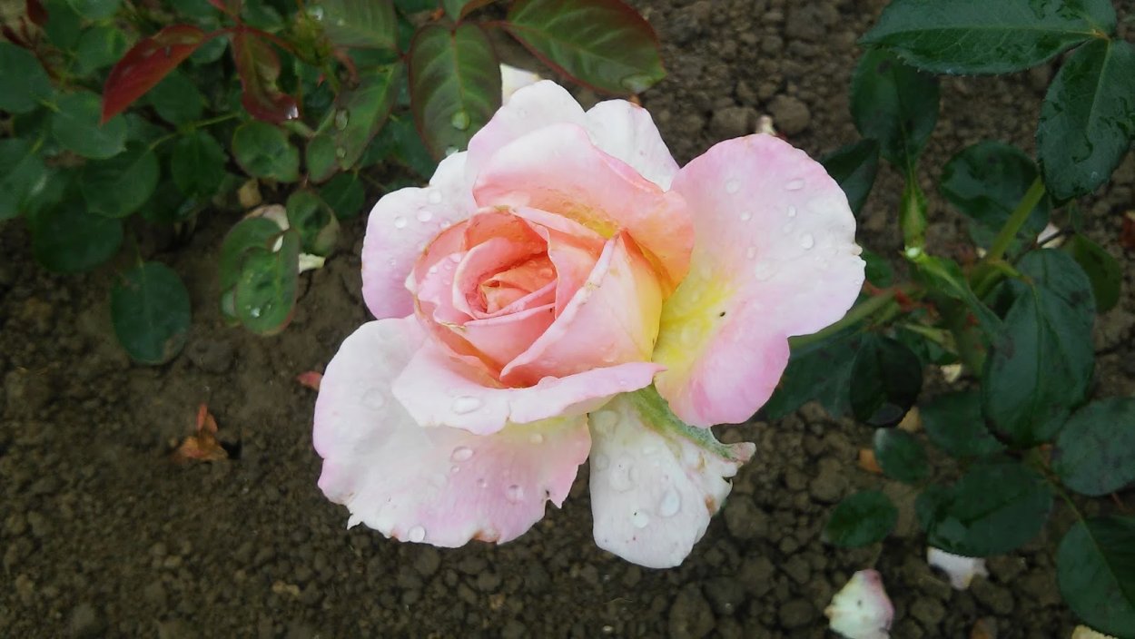 Роза Ванилла