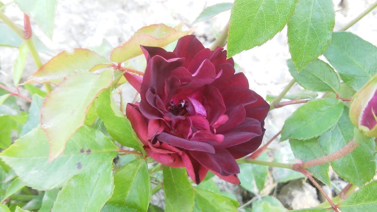 Мусульманка с розами