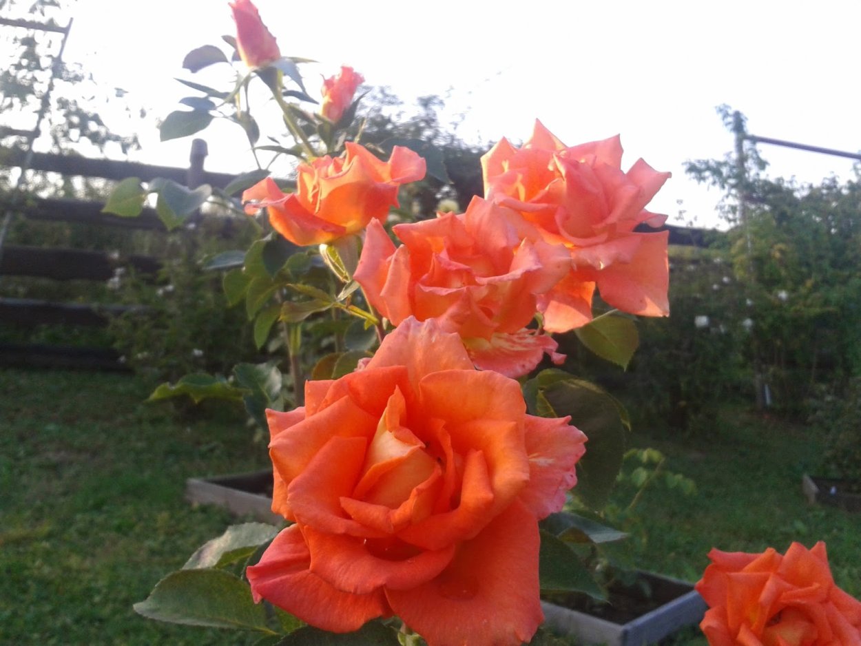 Роза флорибунда Ламбада