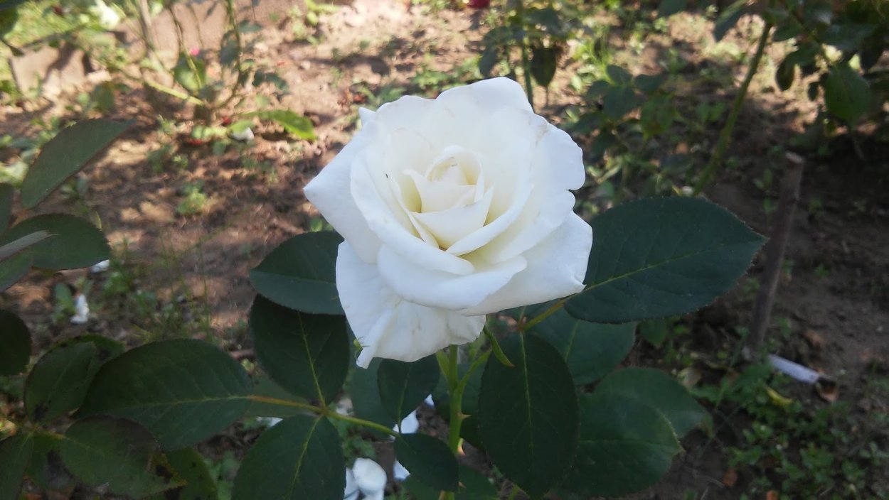 Роза чайно-гибридная Маунт Шаста