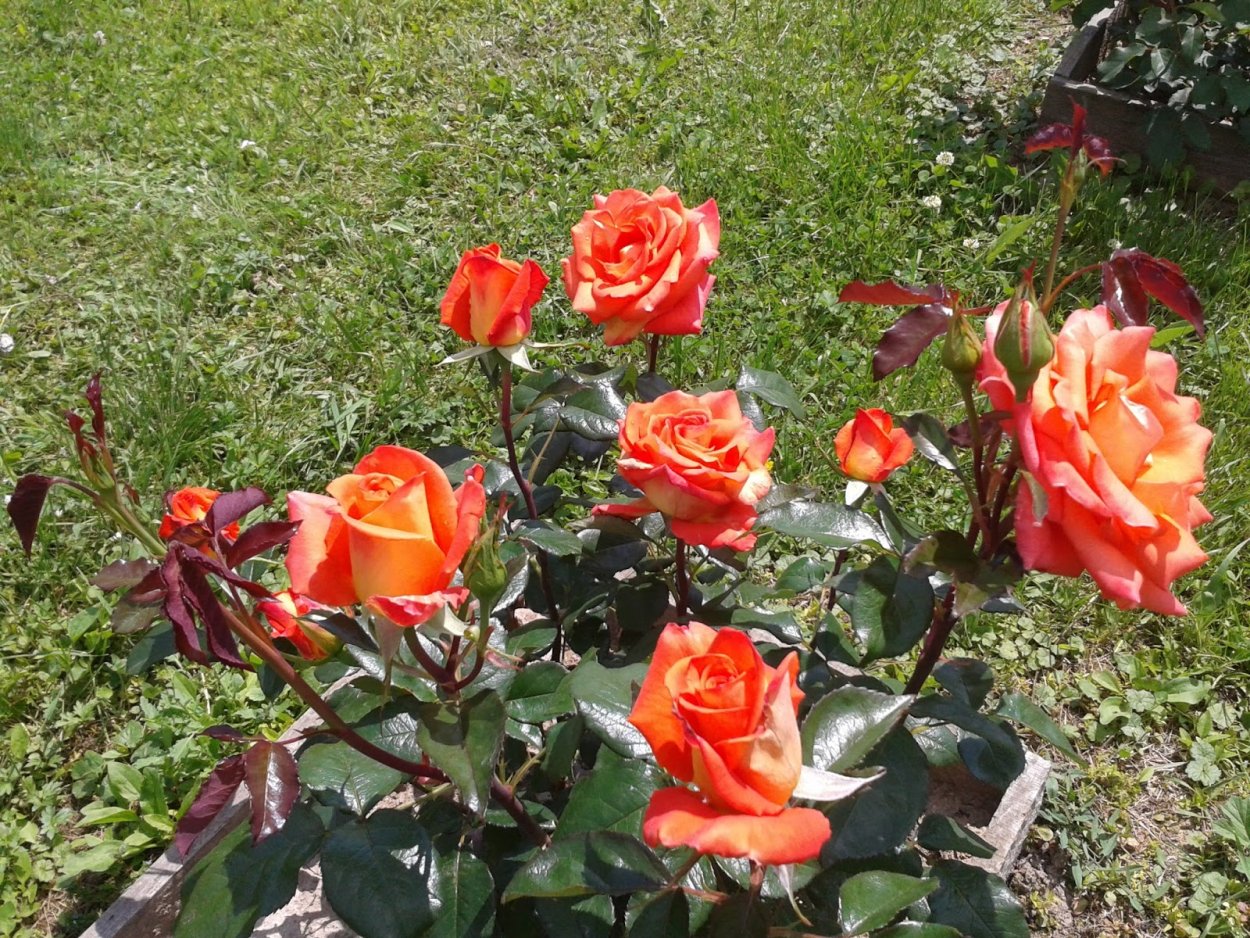 Кустовая роза Ламбада