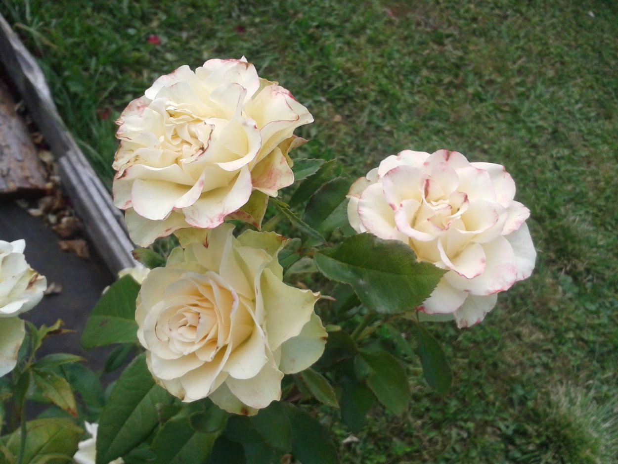 Роза крем Фрагранс