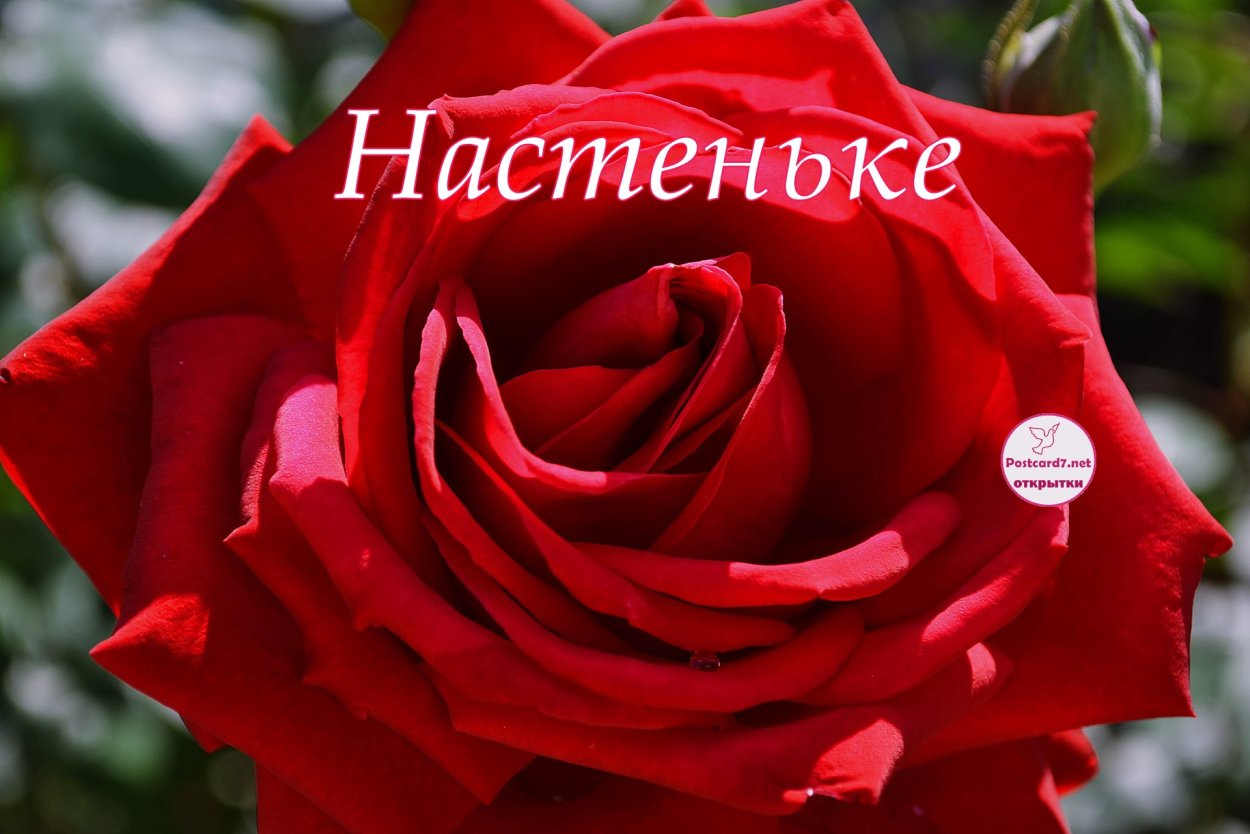 Букет роз СТО 1