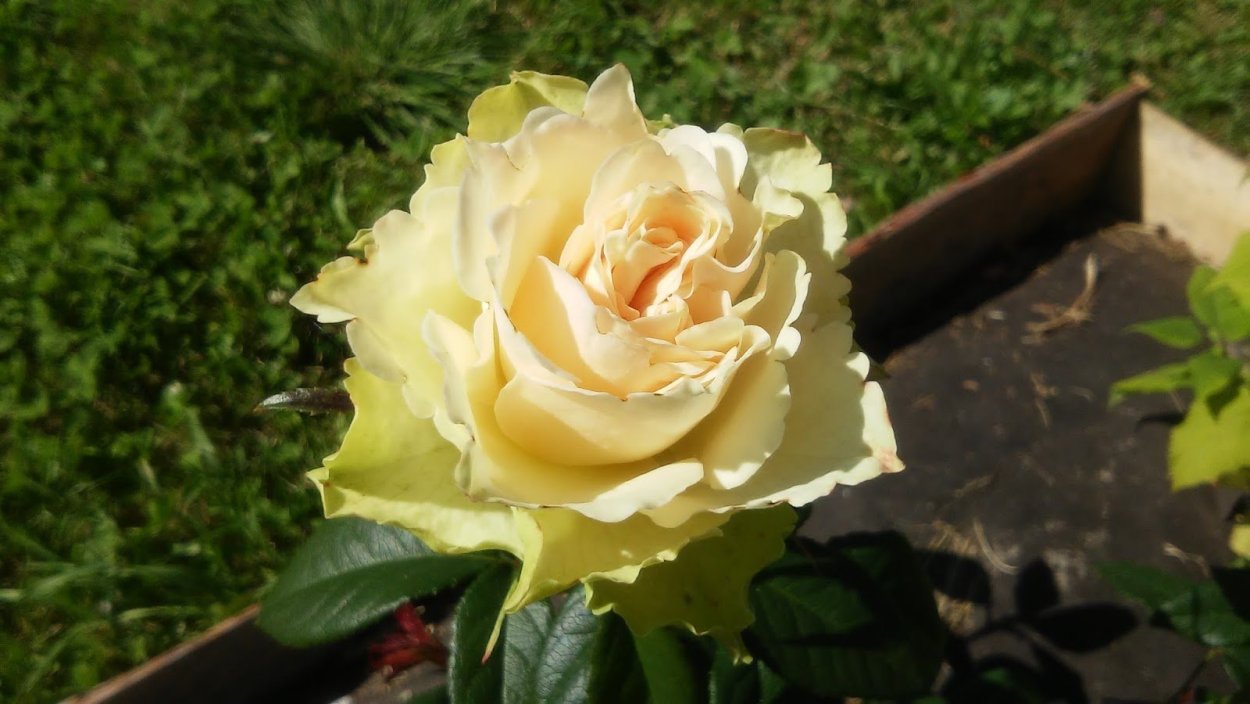 Роза Ванилла Фрагранс