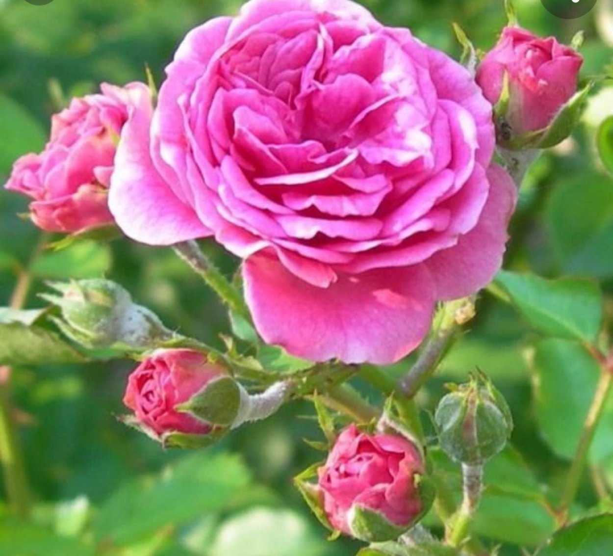 Роза чайно-гибридная Ивнинг Стар