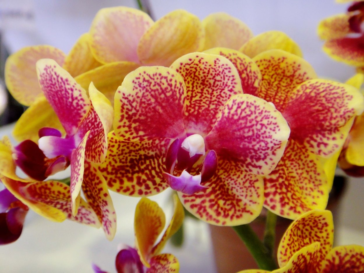 Орхидея Phalaenopsis Kellion