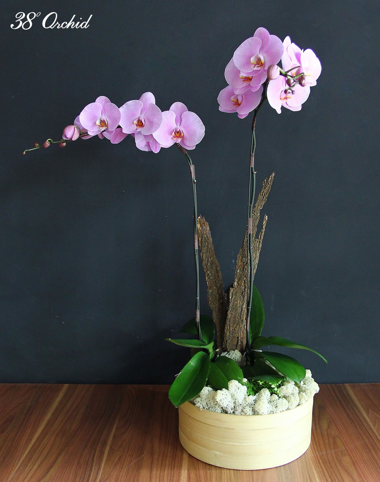 Phal. Beautiful smile