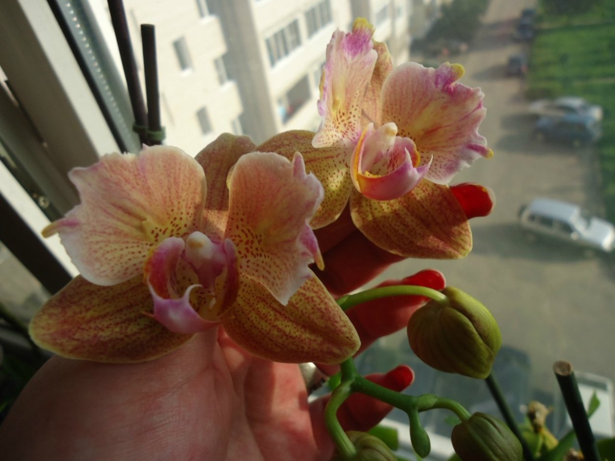 Орхидея las Palmas