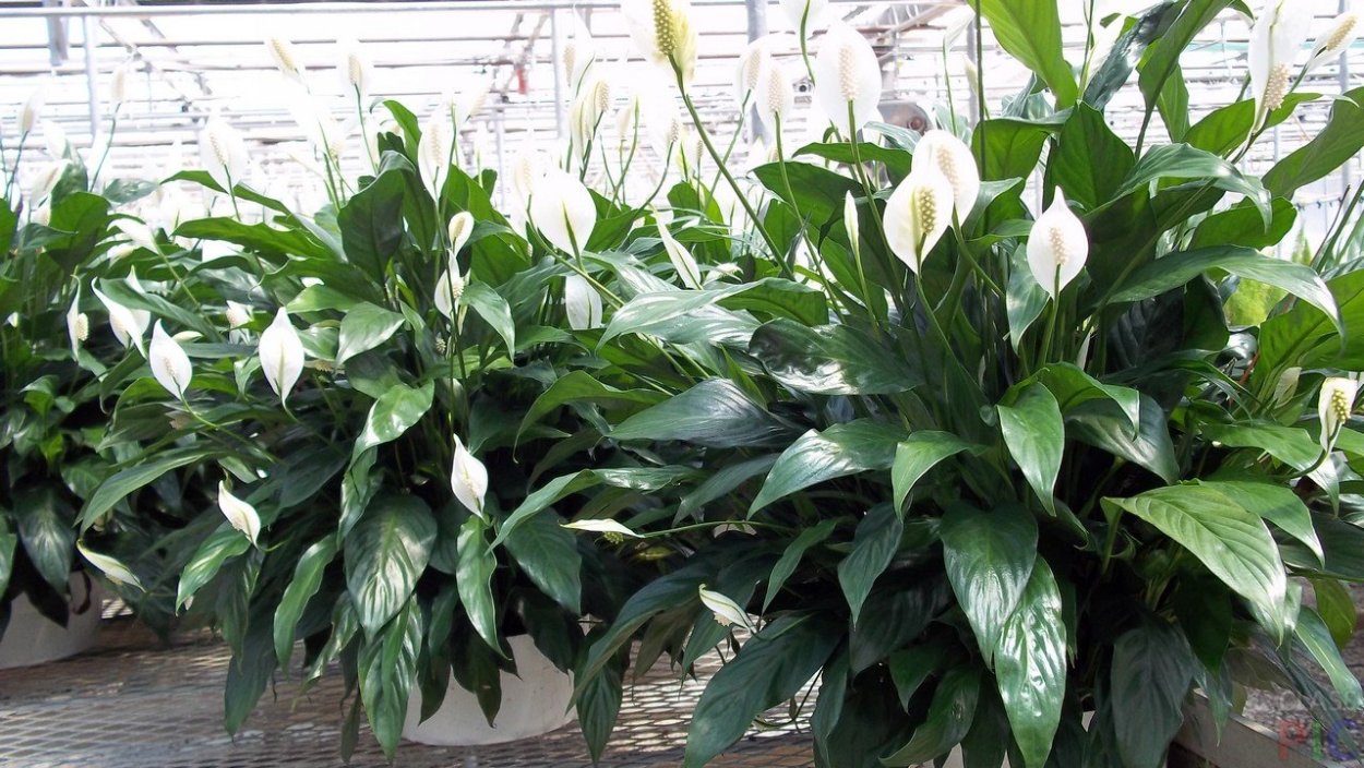 Спатифиллум Альба