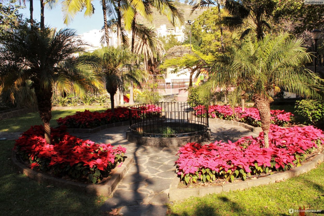 Фаленопсис romanion