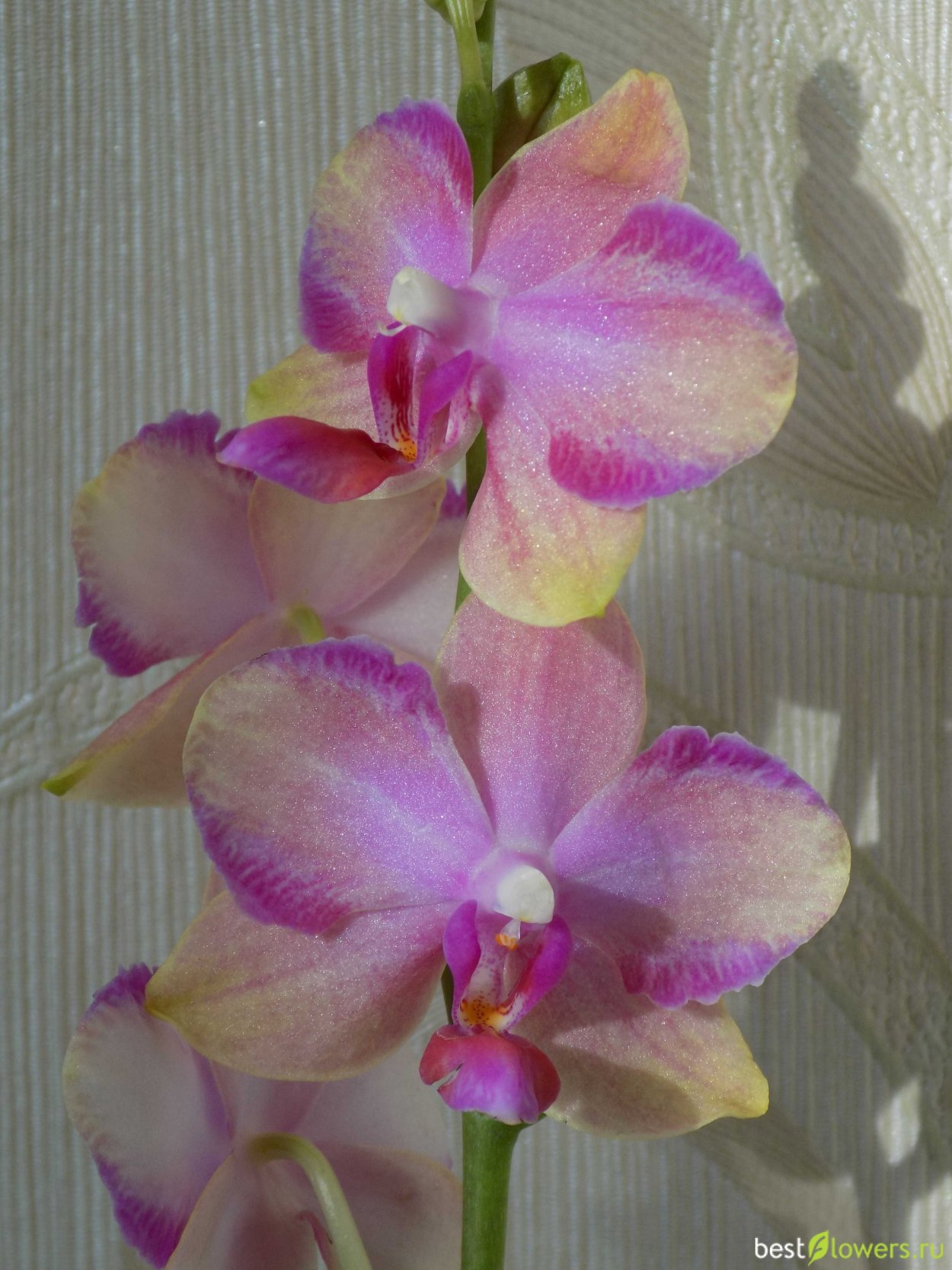 Фаленопсис Лас Вегас