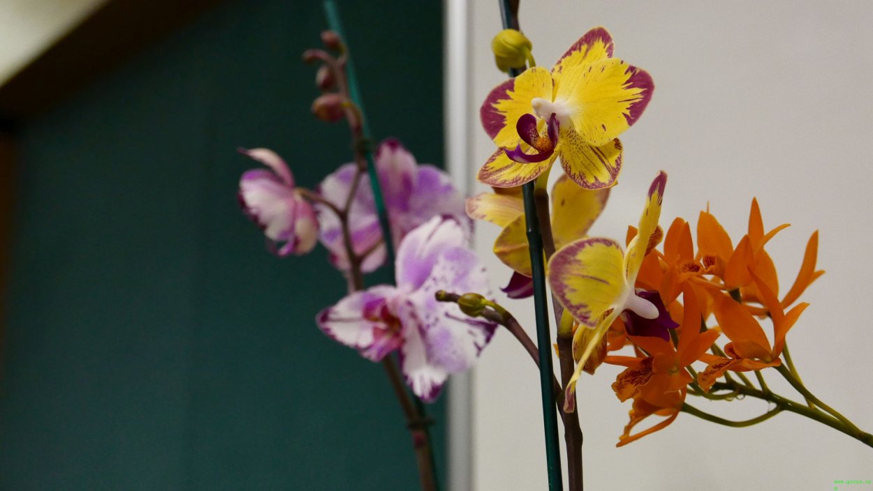 Фаленопсис бронзовый Будда