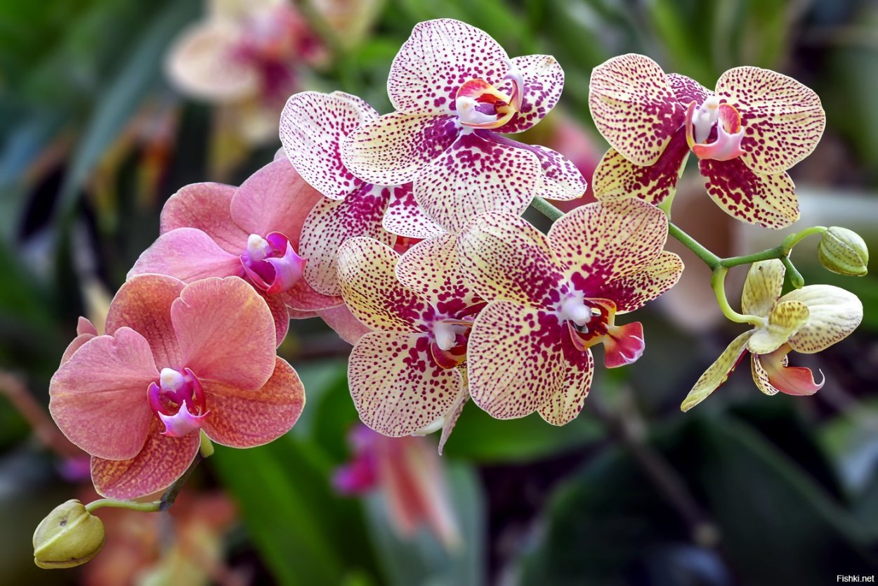 Орхидея фаленопсис Вашингтон