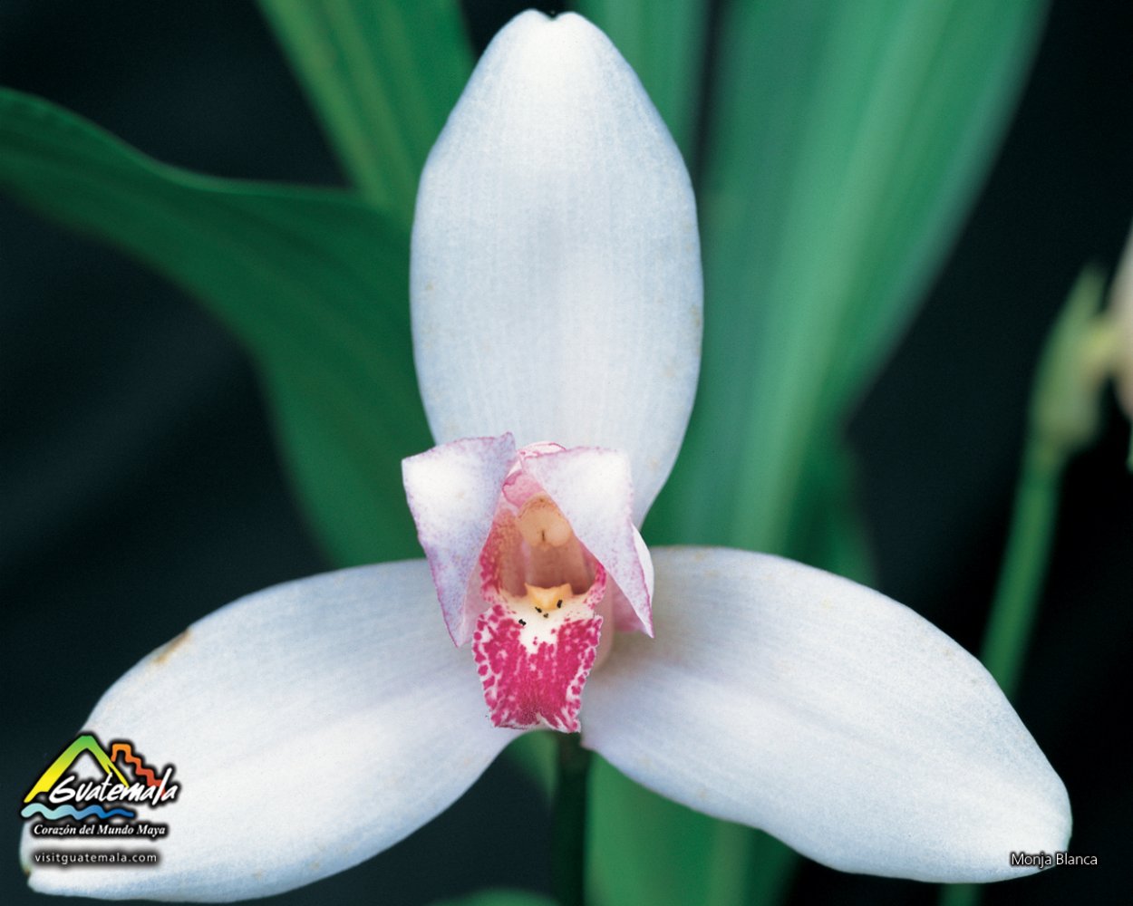 Фаленопсис целебенсис