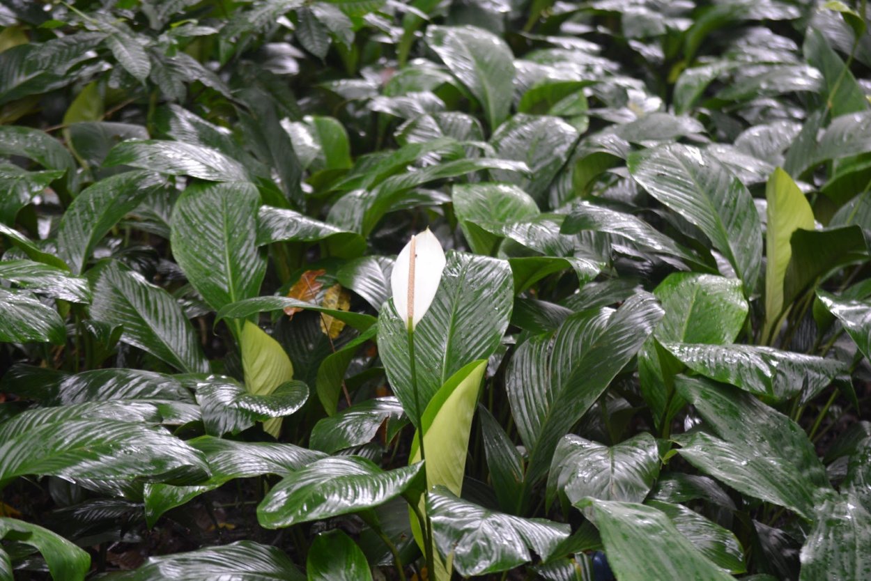 Японский спатифиллум