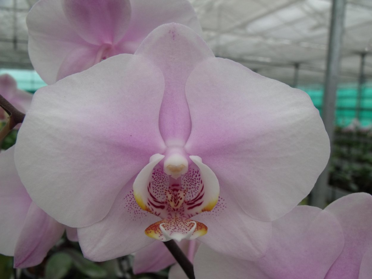 Фаленопсис Fusion