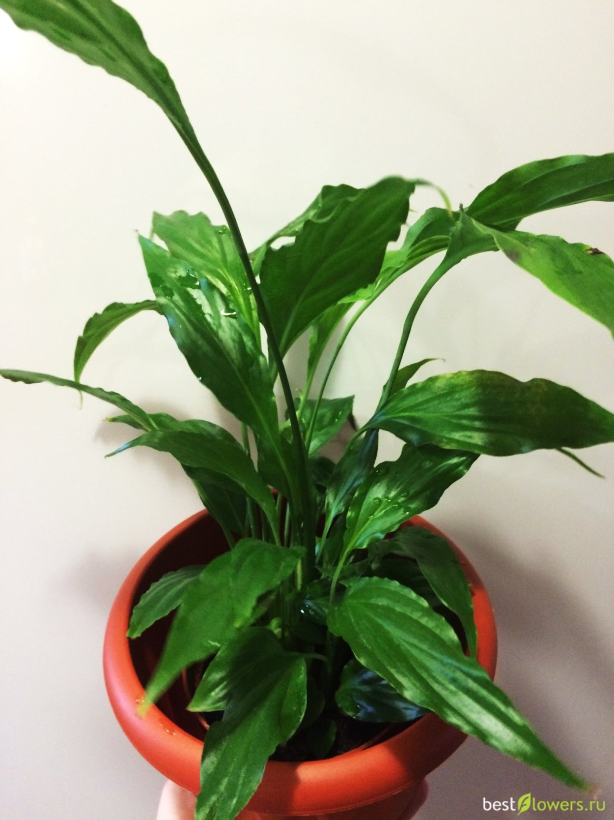 Спатифиллум Штраус