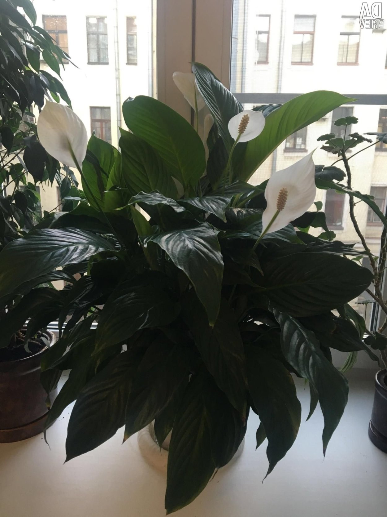 Спатифиллум Black Beauty