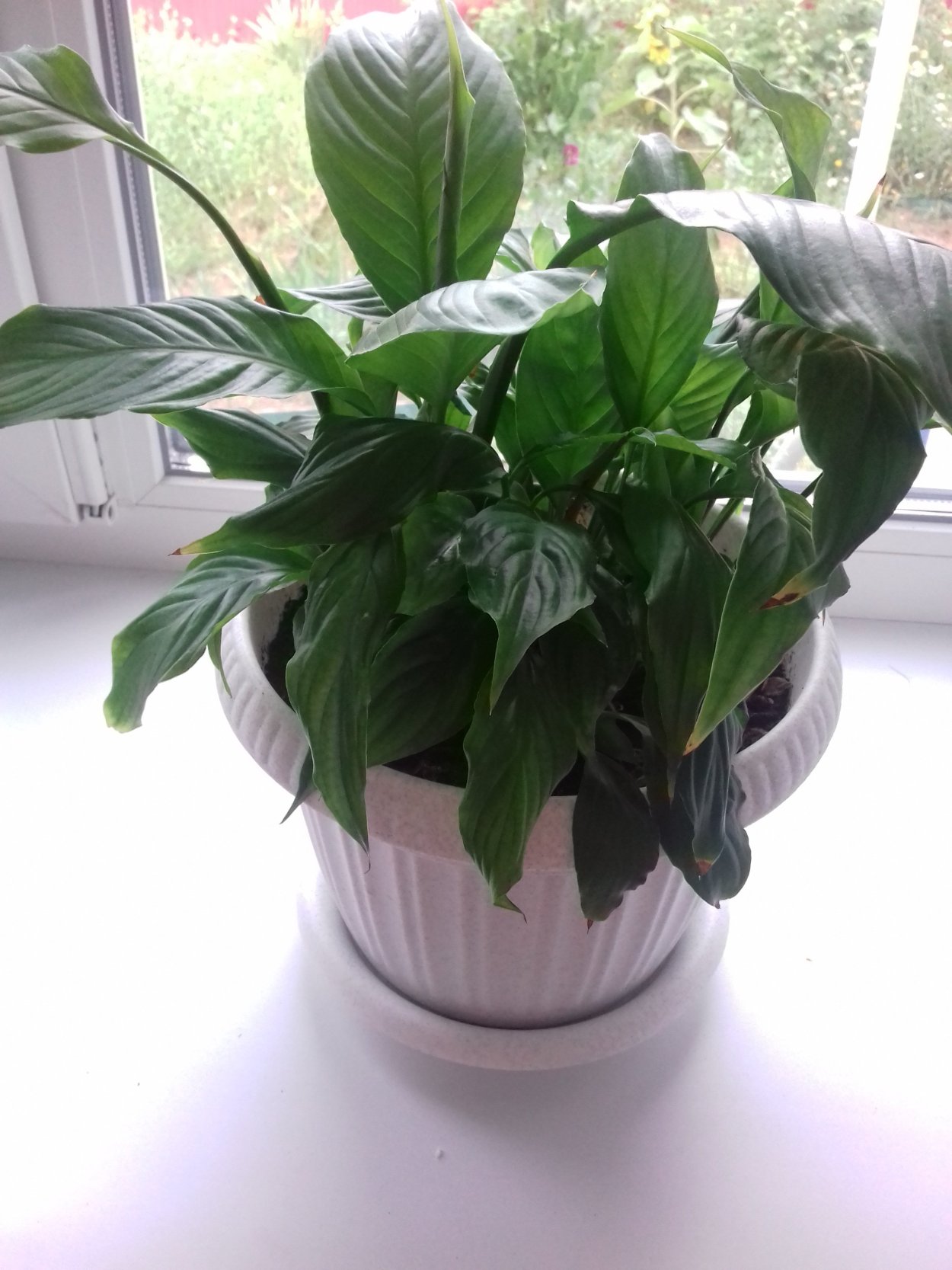 Спатифиллум Культиварс