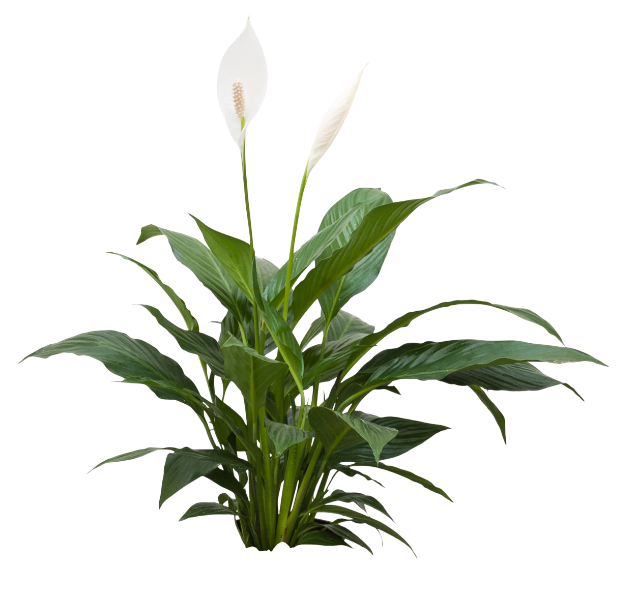 Спатифиллум Мауна Лоа