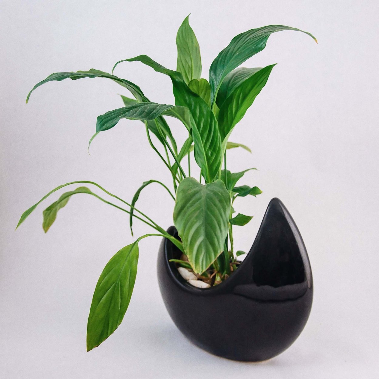 Спатифиллум Культиварс