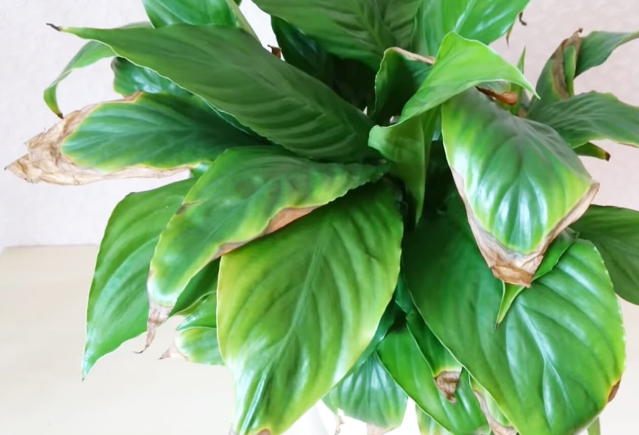 Спатифиллум гуттация