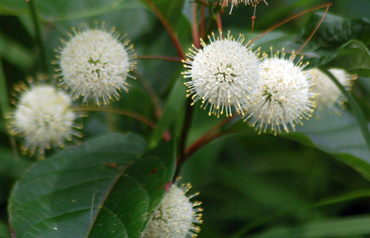 Cephalanthus occidentalis