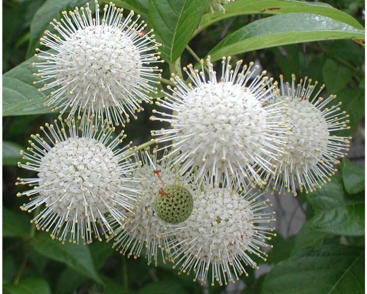 ГОЛОВАЧ Цефалантус