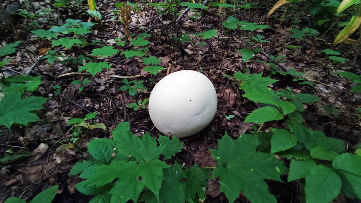 Гриб дождевик шиповатый Луговой