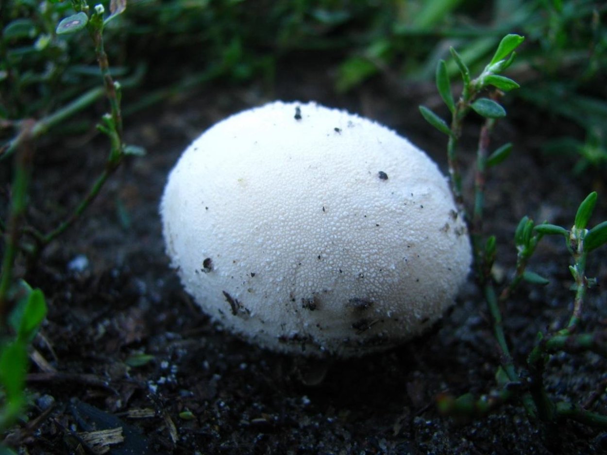 Пушица Шейхцера (Eriophorum scheuchzeri)