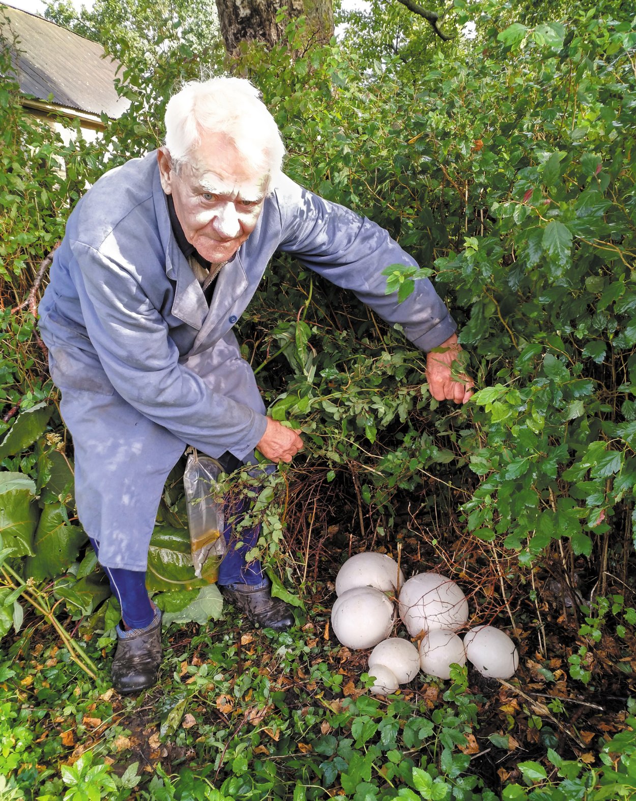 Паутинник фиолетовый