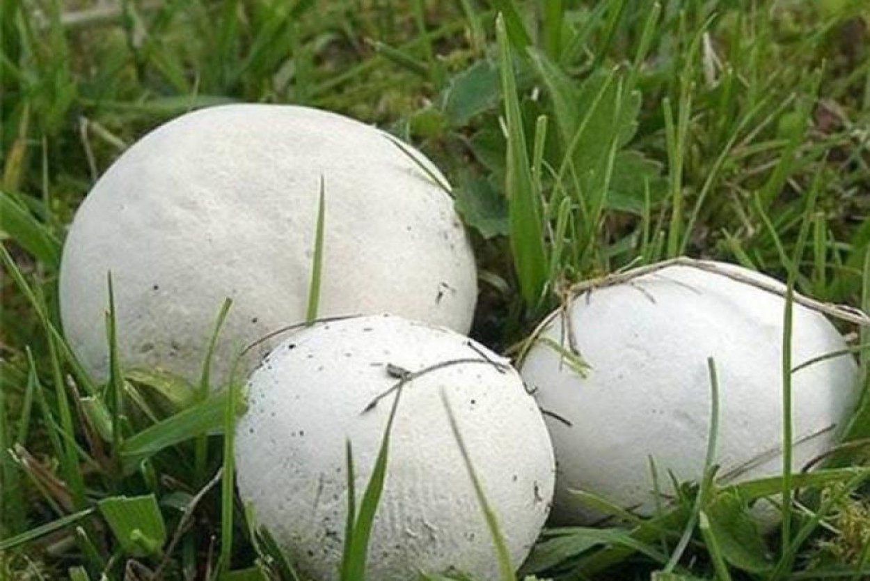 Calvatia utriformis (ГОЛОВАЧ мешковатый)