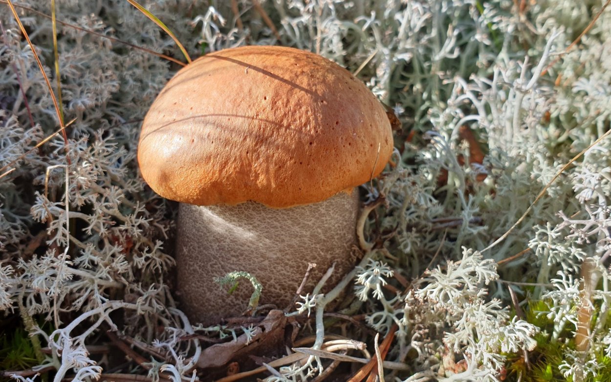 ГОЛОВАЧ мешковидный