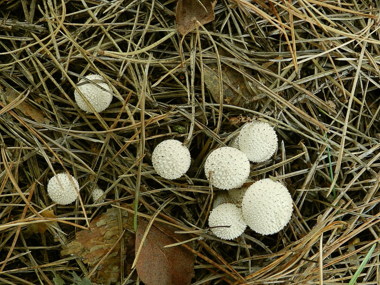 Гриб ГОЛОВАЧ мешковатый