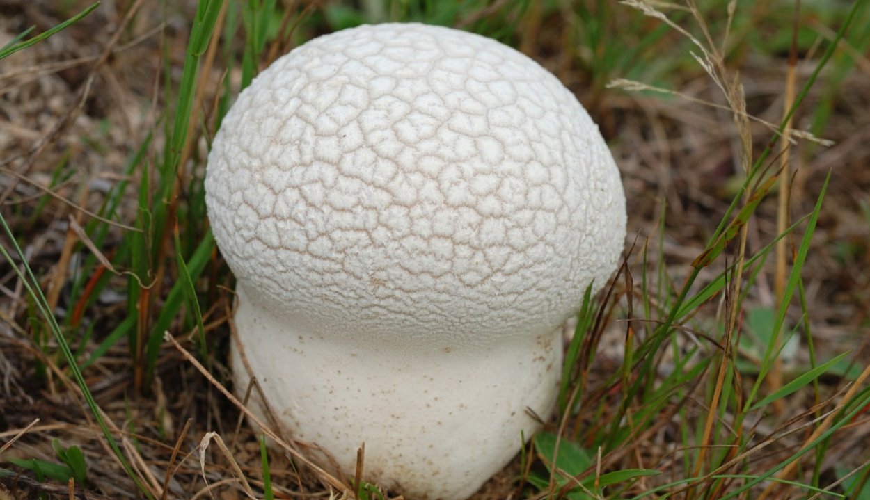 ГОЛОВАЧ круглый