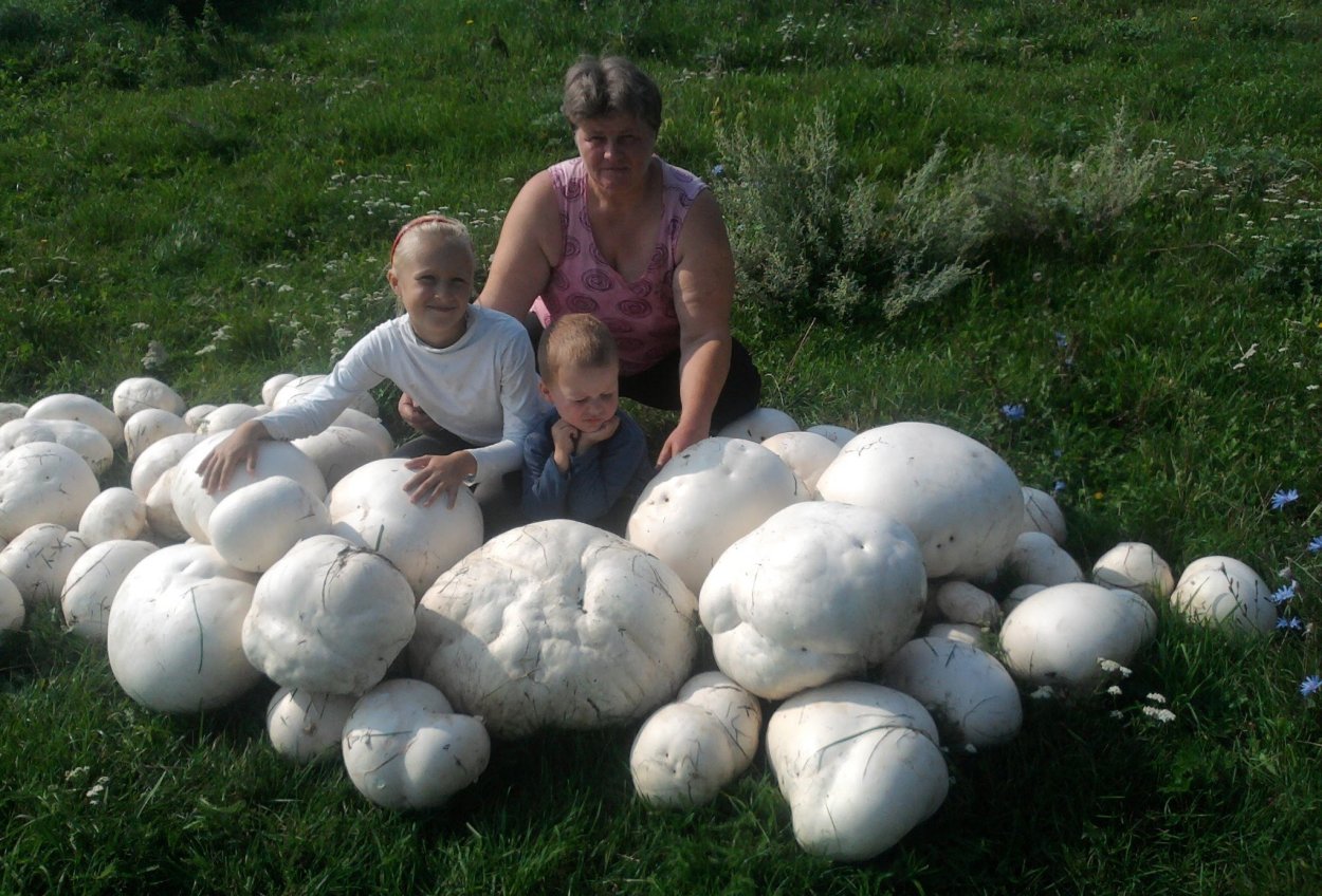 Венерина мухоловка фэнтези