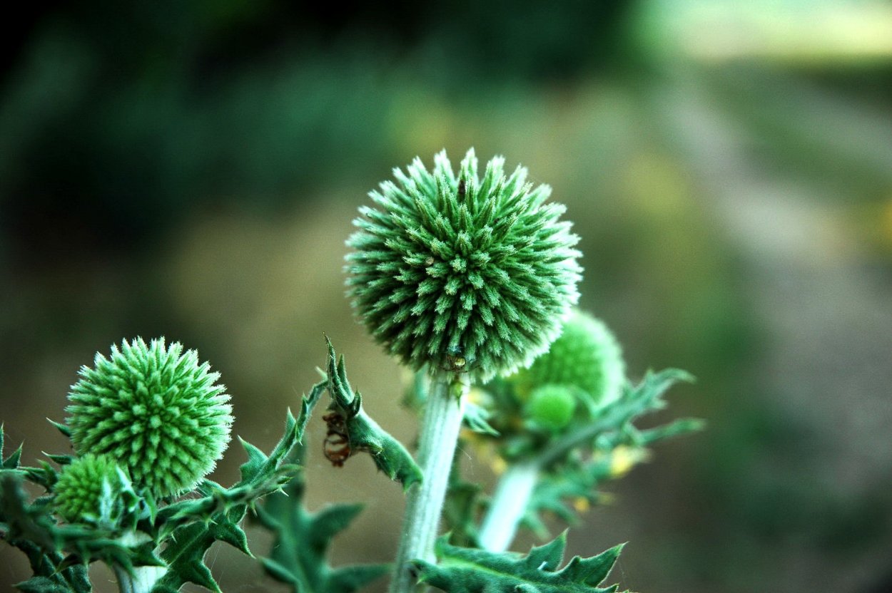 Растения для дошкольников