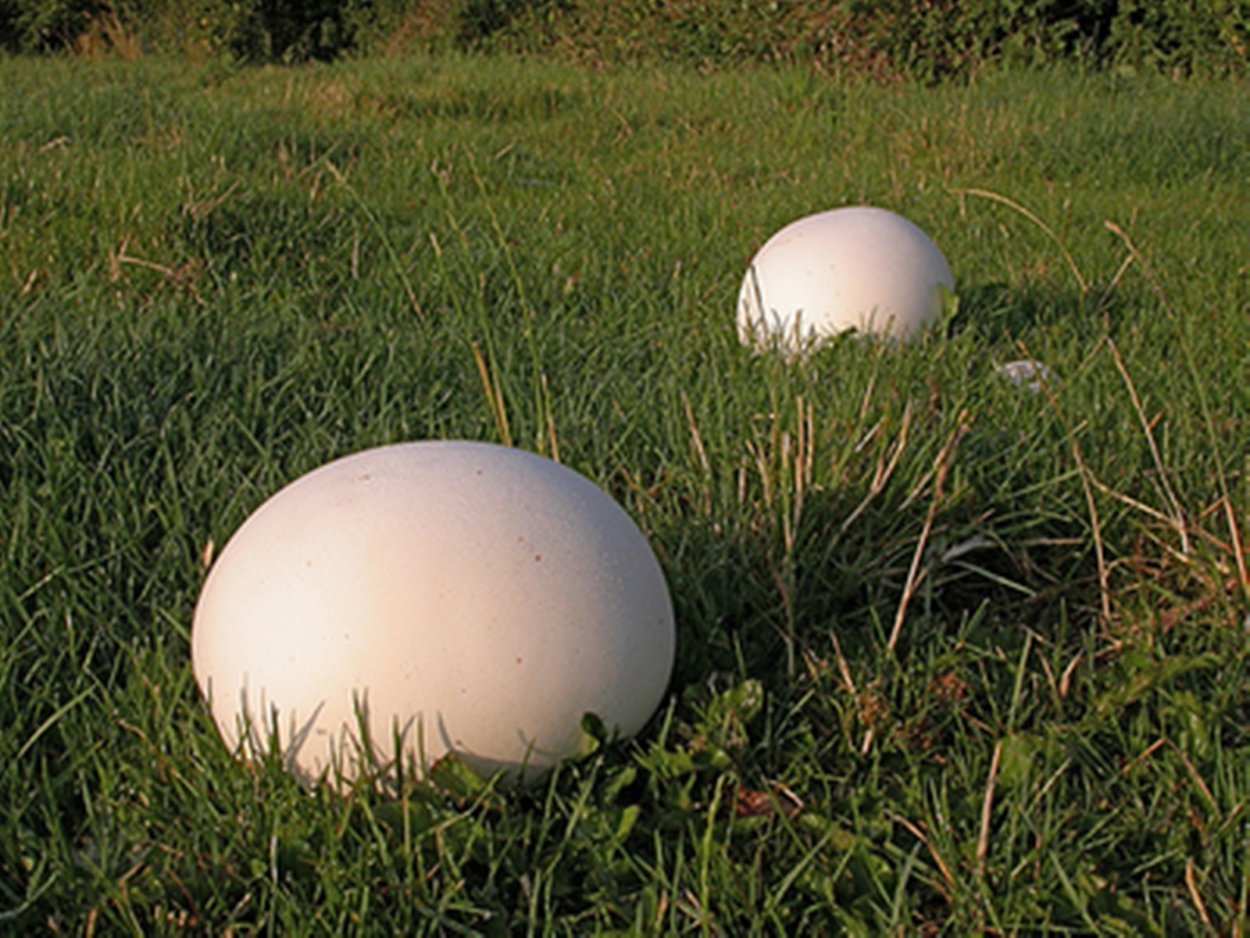 Дождевик грушевидный Lycoperdon pyriforme