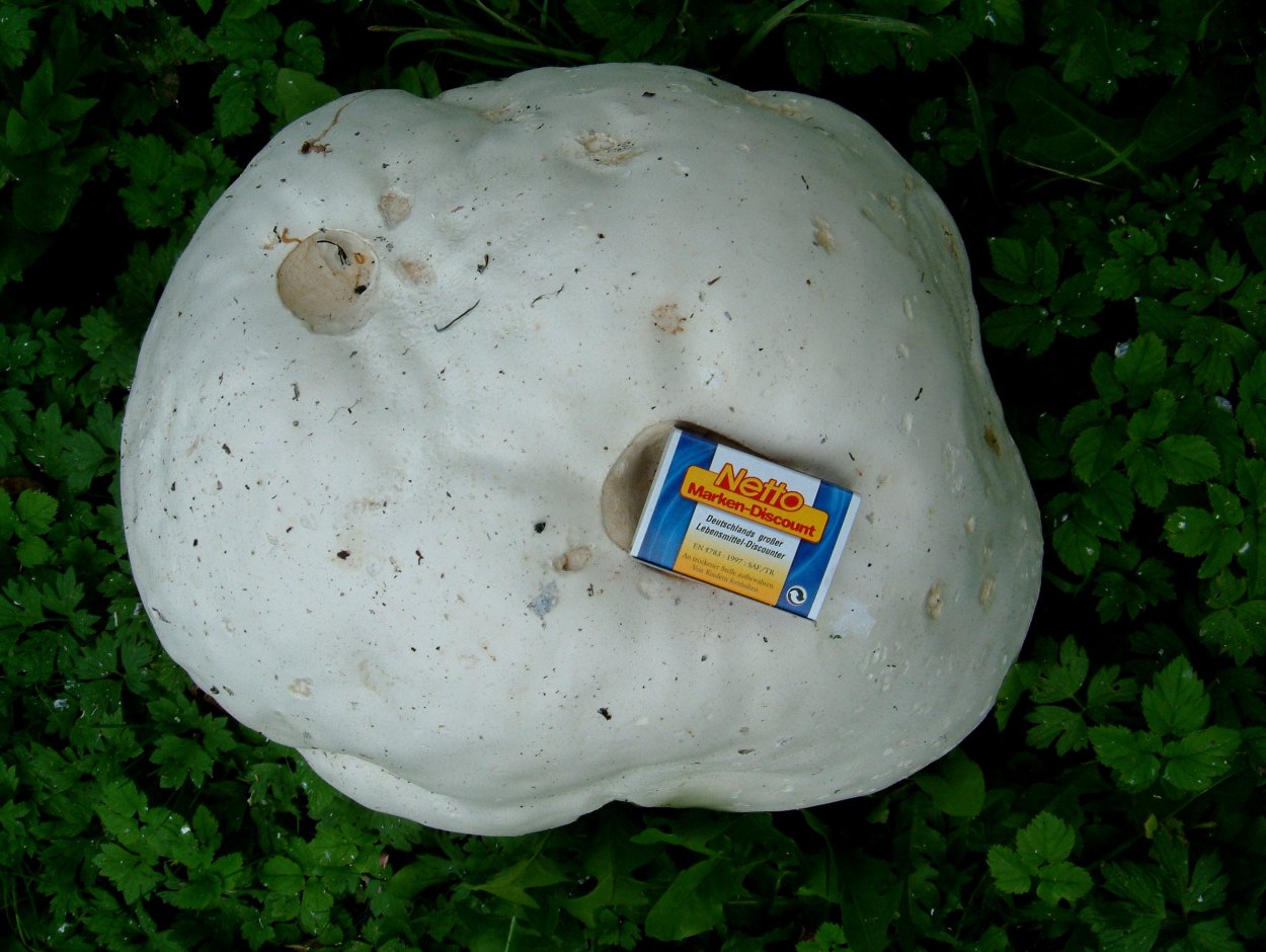 Hashorotho'r o'simliklar