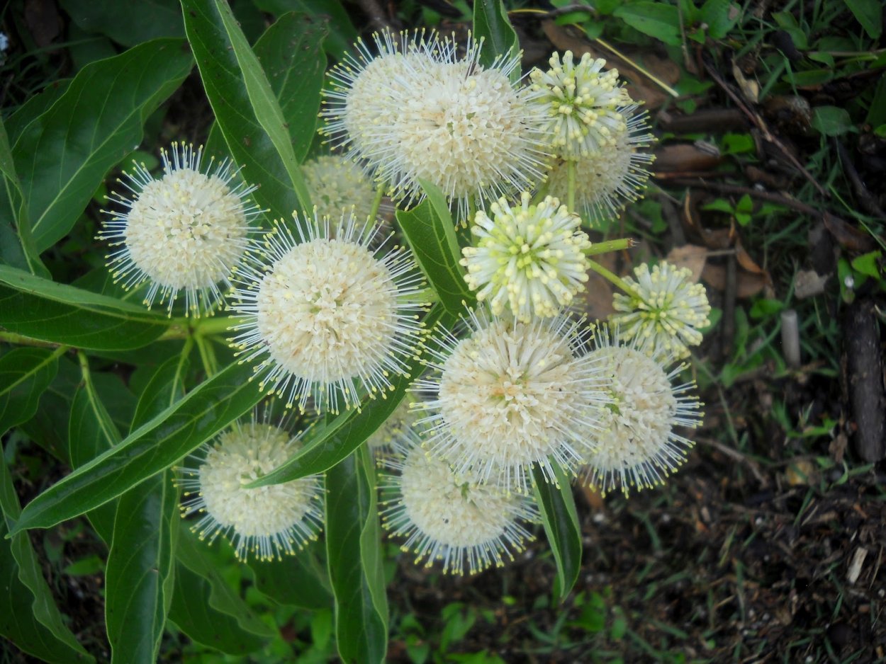 Растения макро