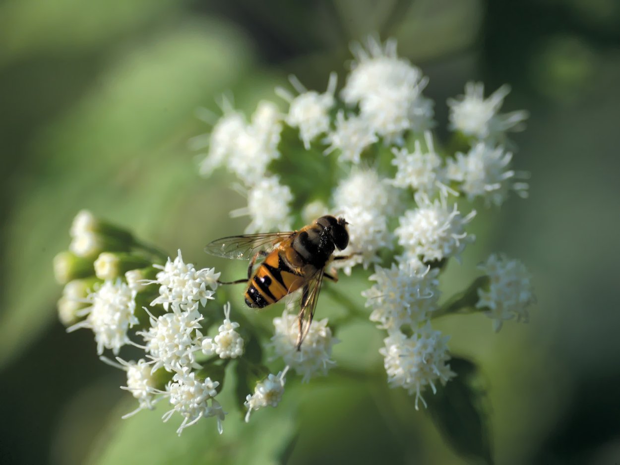 Многоорешек лотоса