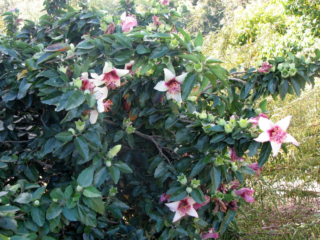 Гибискус Hibiscus insularis