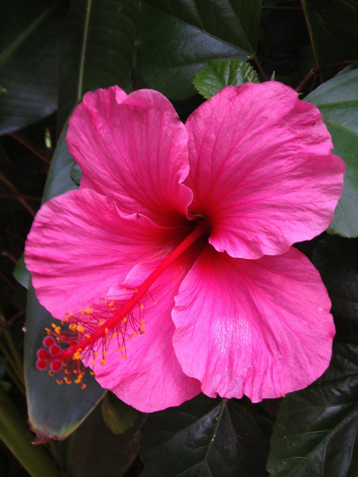 Гибискус (Hibiscus).