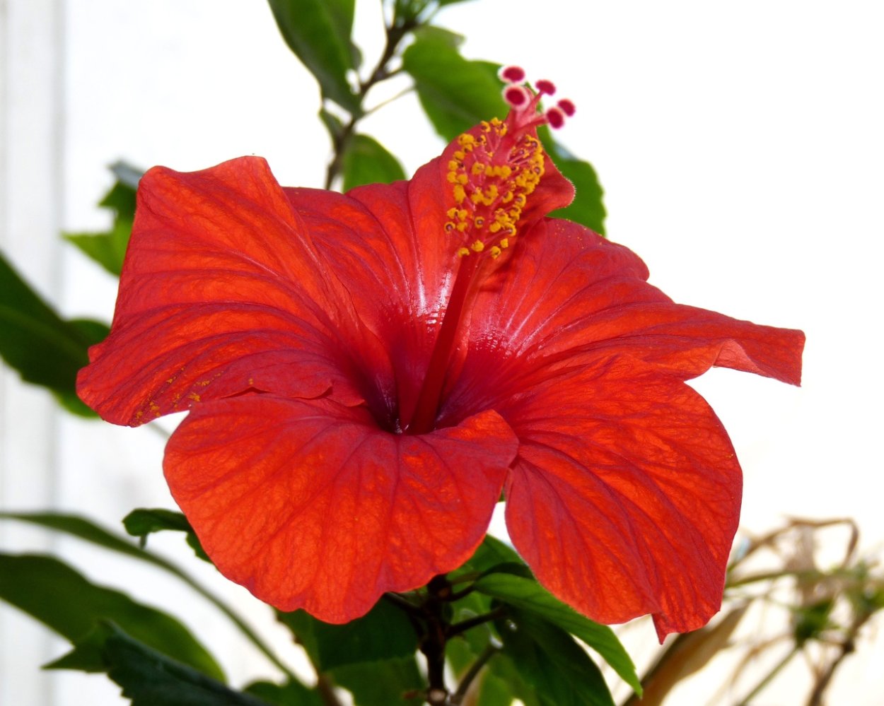 Гибискус на море