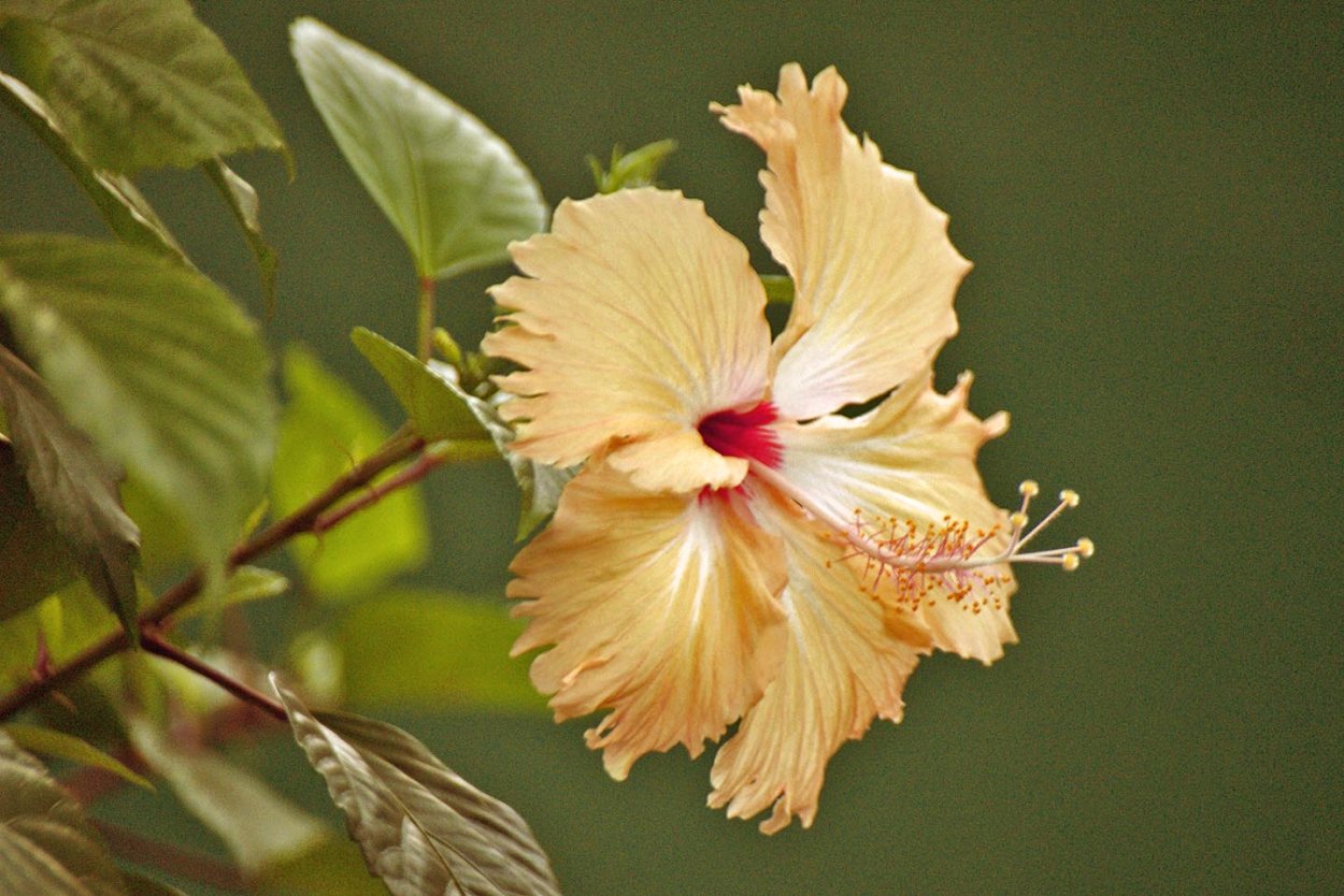 Гибискус Hibiscus baptistii