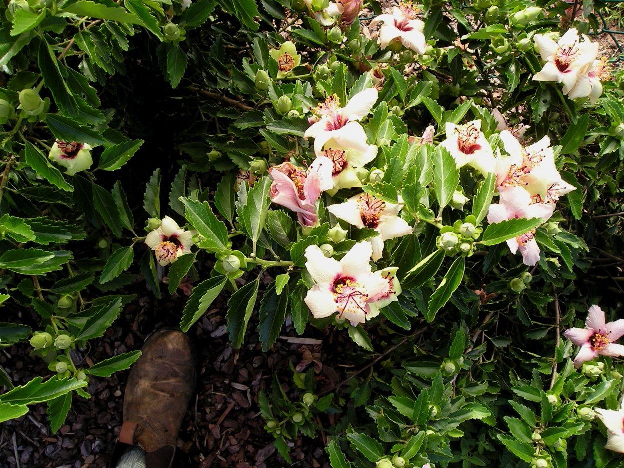 Олд Еллоу гибискус