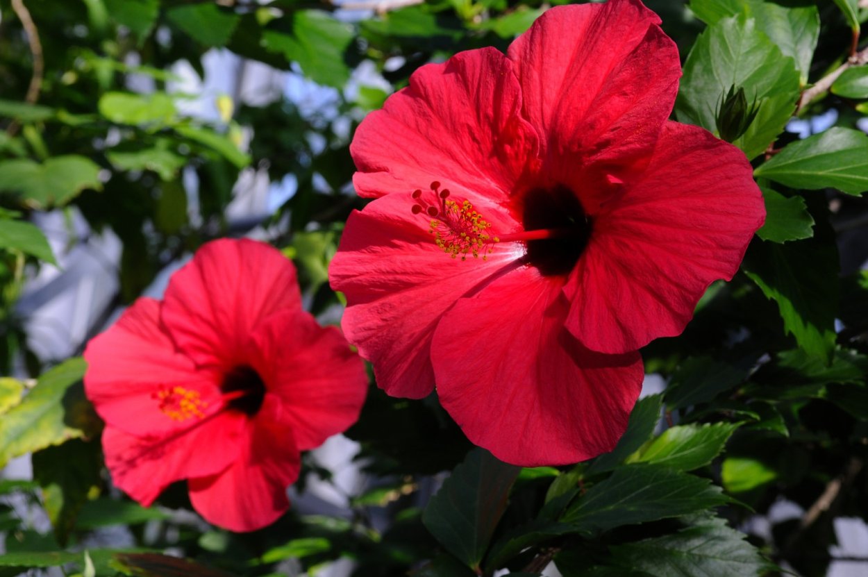 Гибискус Сноуфлейк