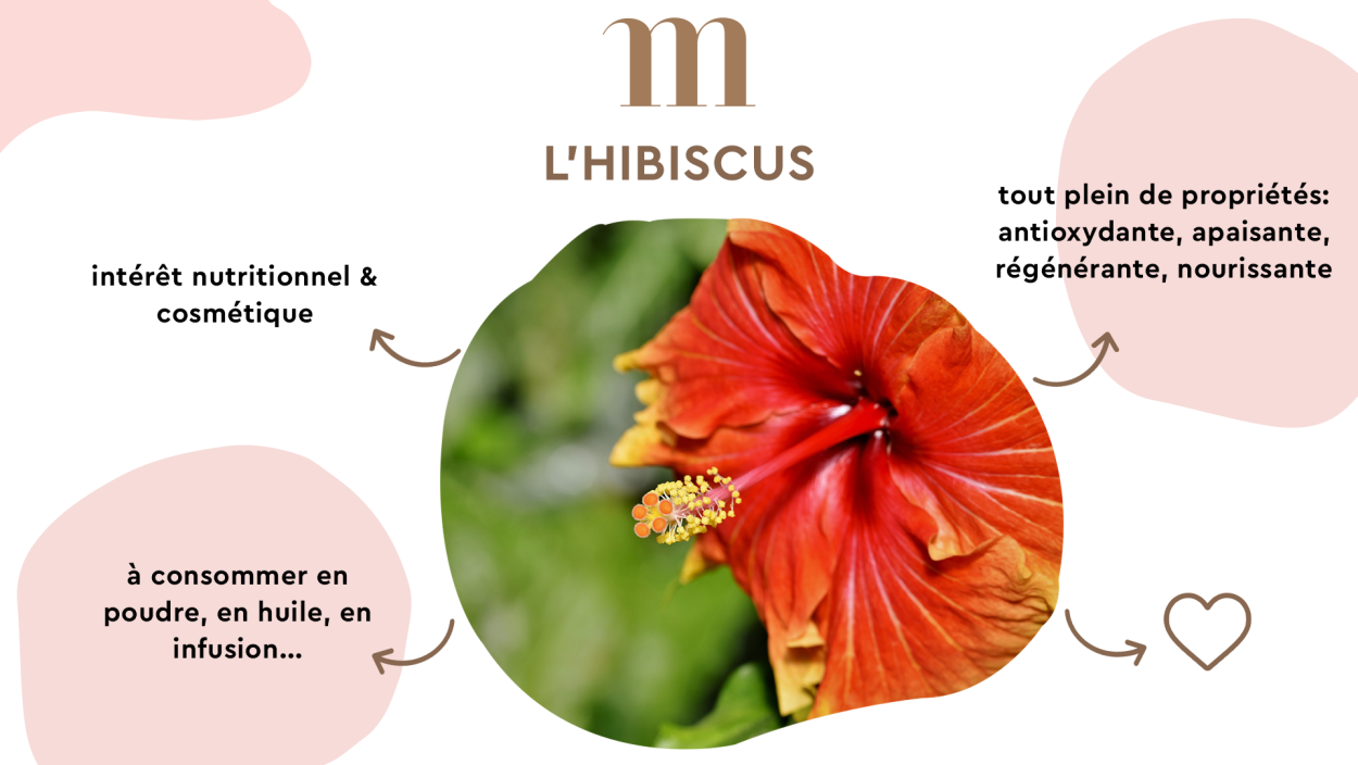 Гибискус Хартсроб