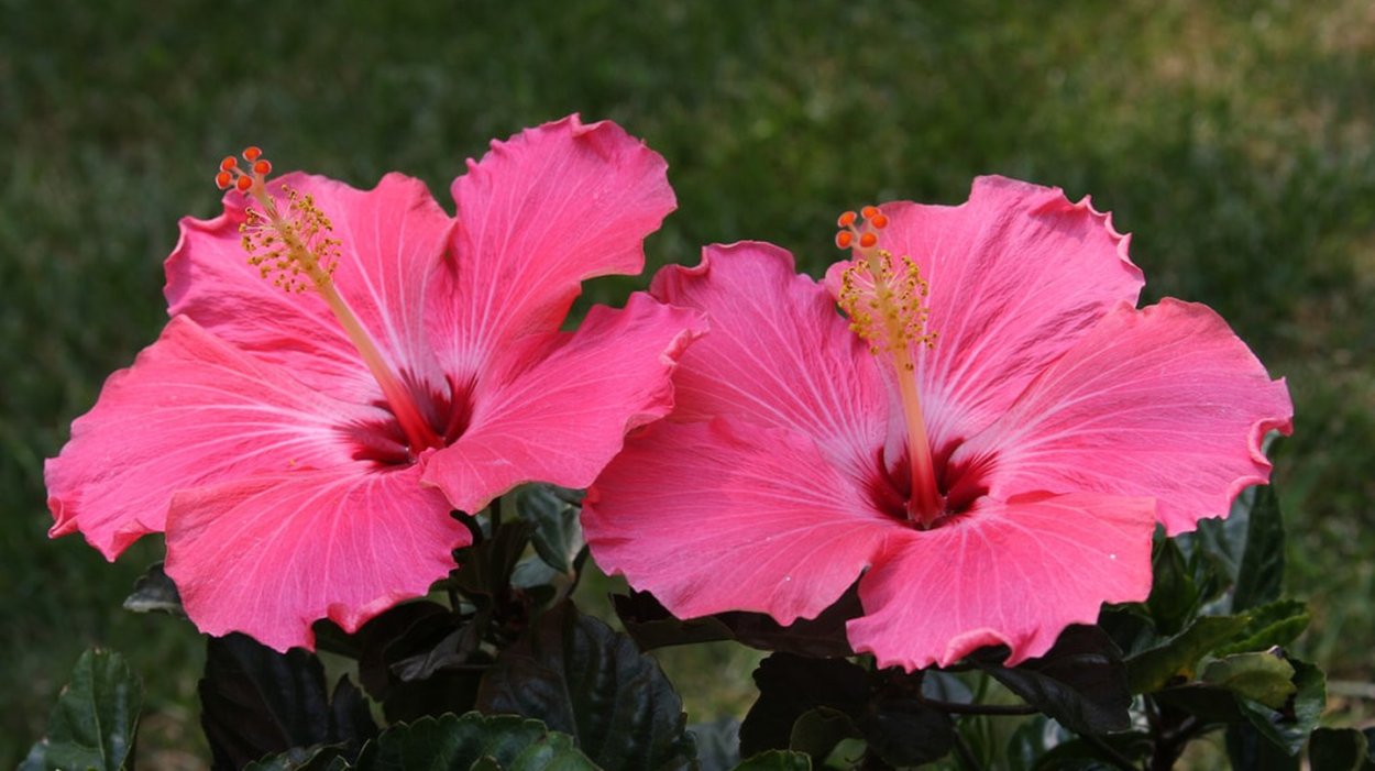 Гибискус друммонда