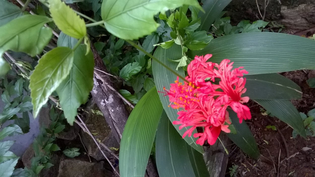 Гибискус Вариегата роза